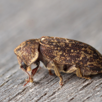 Von Käfern und Menschen 