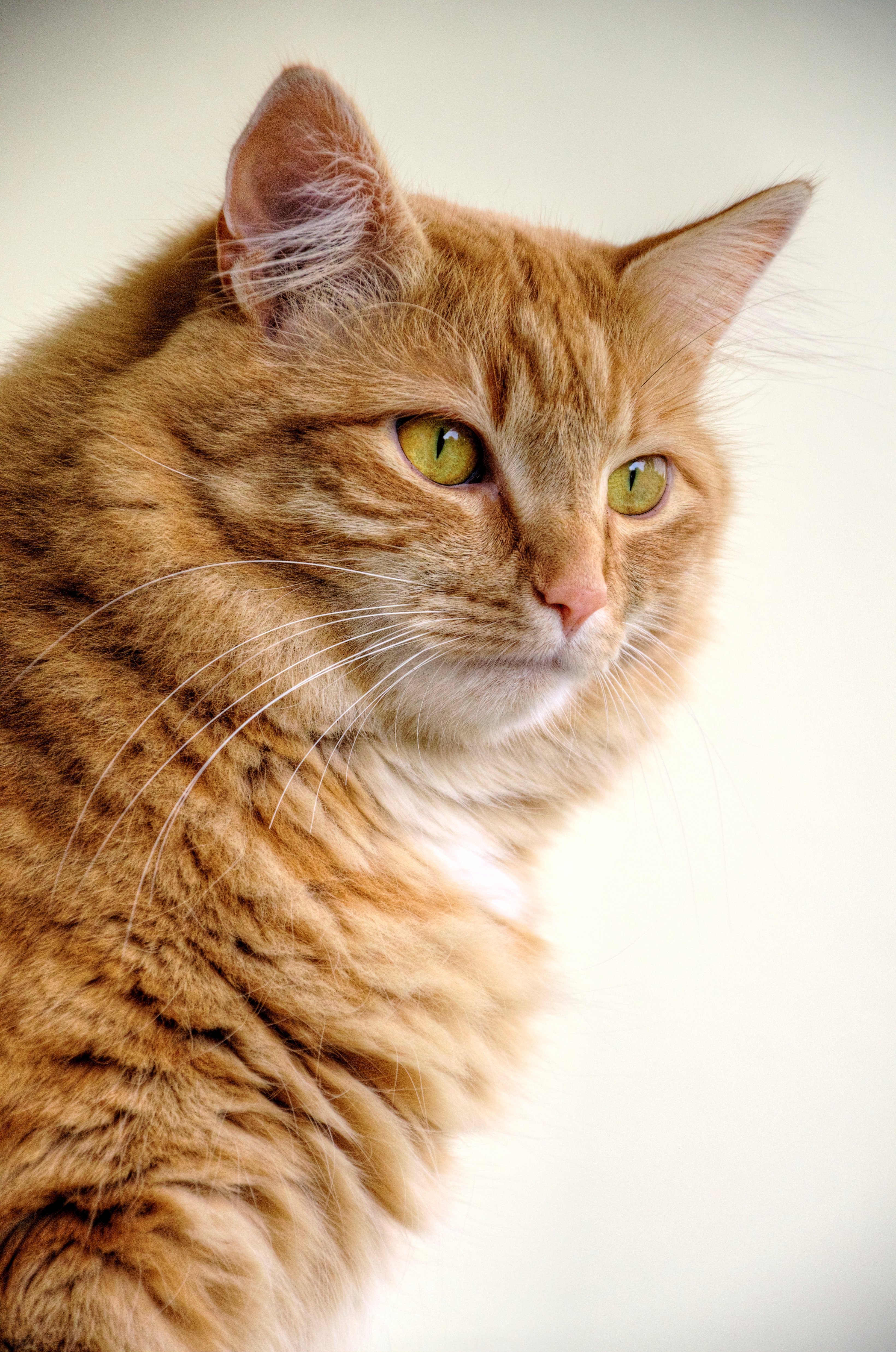 Der gestiefelte Kater