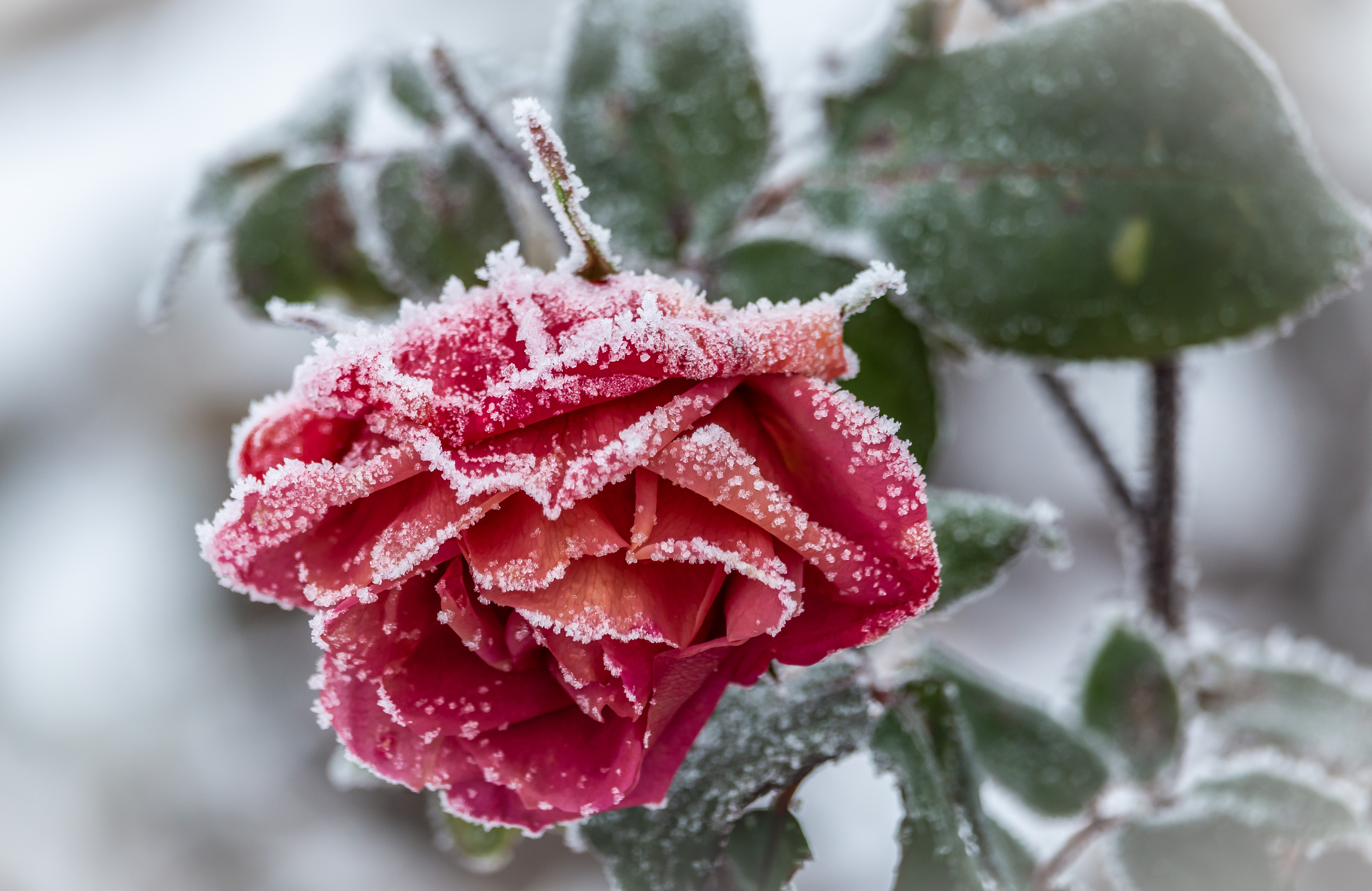Die Schöne und das Biest