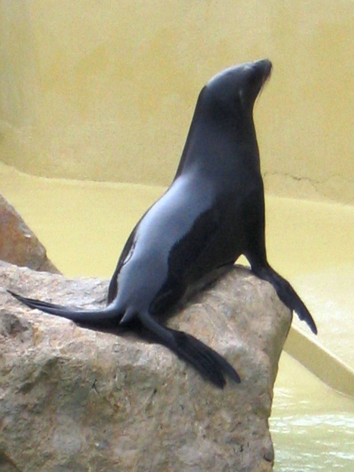 Das Kind der Seehundfrau