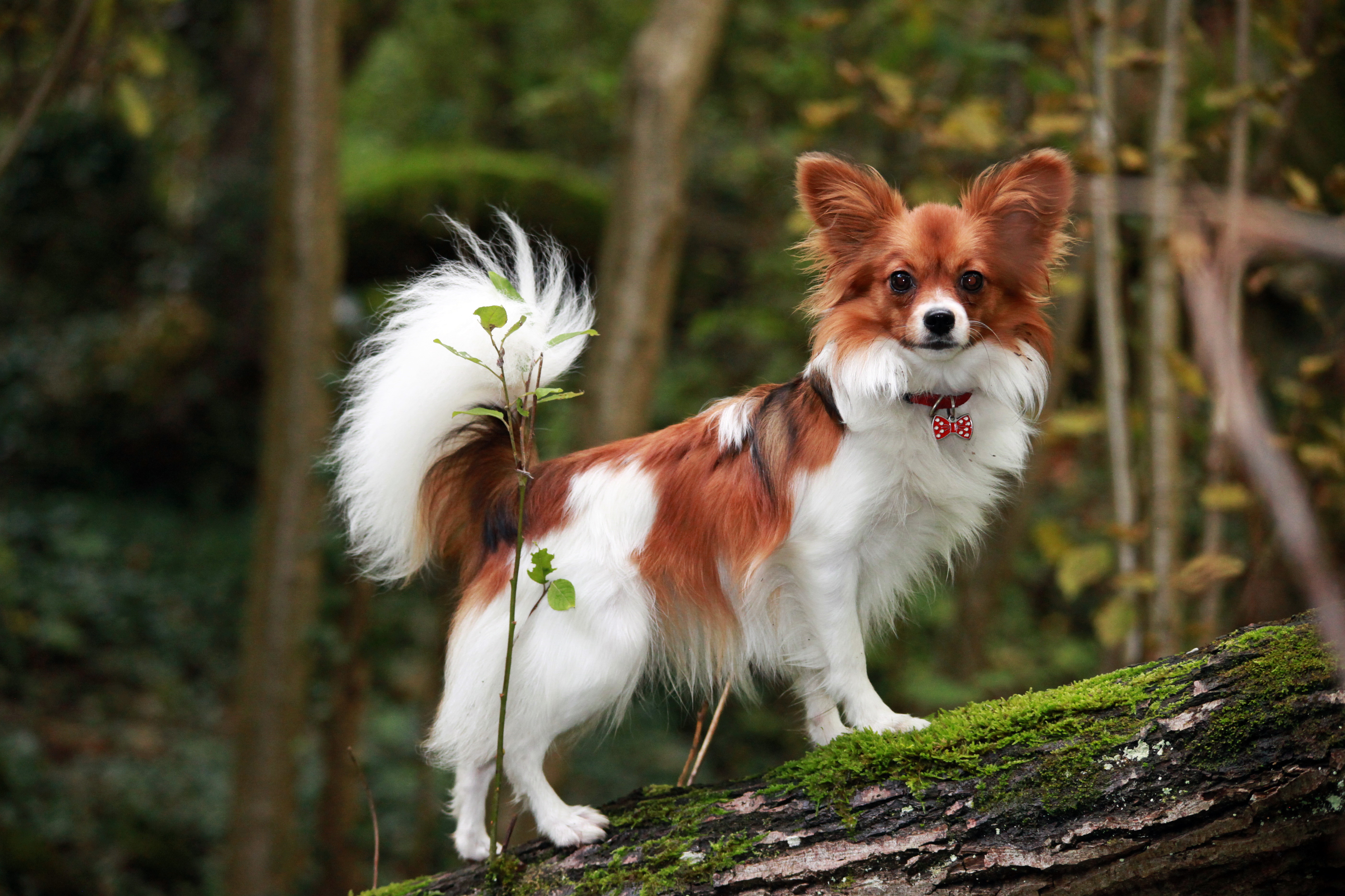 Die Taschen voll Brot